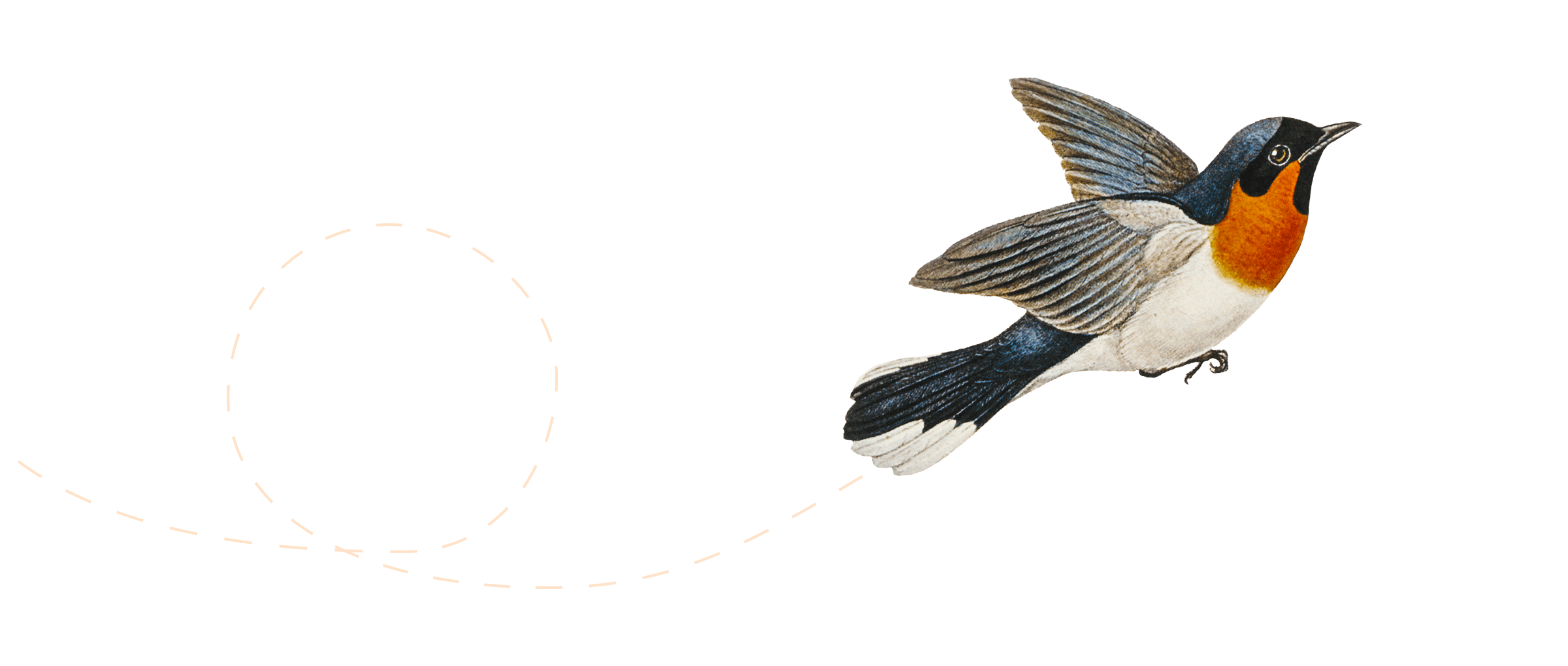 Illustration of a bird flying
